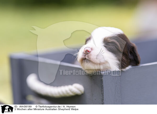 3 Wochen alter Miniature Australian Shepherd Welpe / 3 weeks old Miniature Australian Shepherd puppy / AH-08199