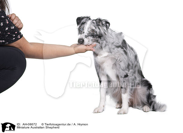 Miniature Australian Shepherd / AH-08672