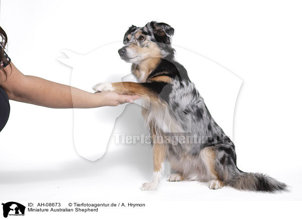 Miniature Australian Shepherd / AH-08673