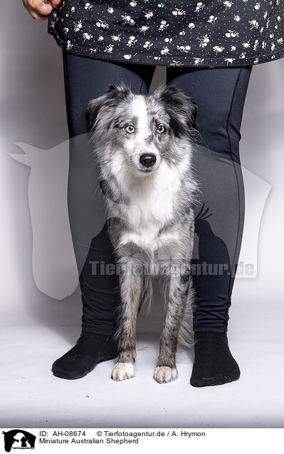 Miniature Australian Shepherd / Miniature Australian Shepherd / AH-08674