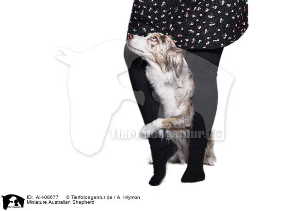 Miniature Australian Shepherd / AH-08677
