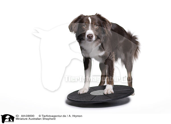 Miniature Australian Shepherd / AH-08690