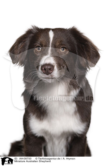 Miniature Australian Shepherd / Miniature Australian Shepherd / AH-08700