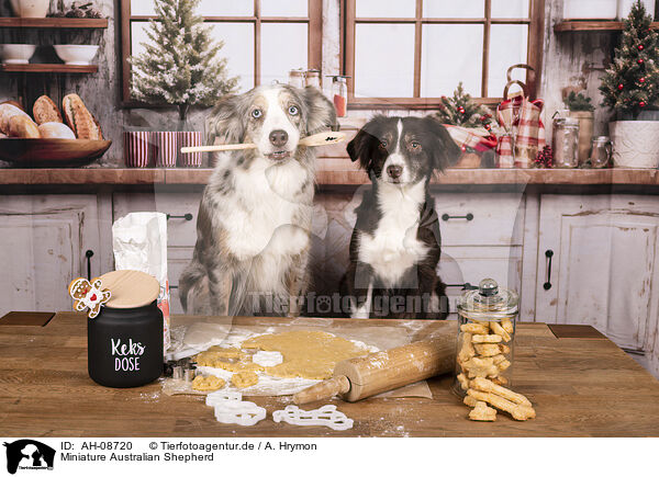 Miniature Australian Shepherd / AH-08720