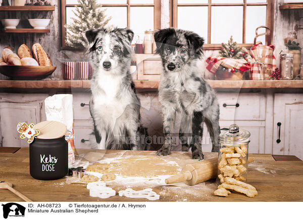 Miniature Australian Shepherd / Miniature Australian Shepherd / AH-08723