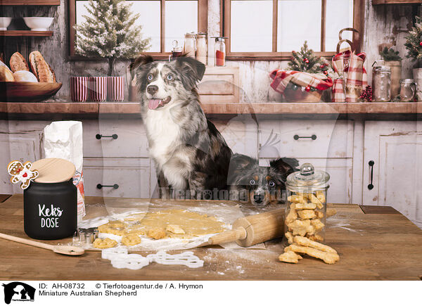 Miniature Australian Shepherd / Miniature Australian Shepherd / AH-08732