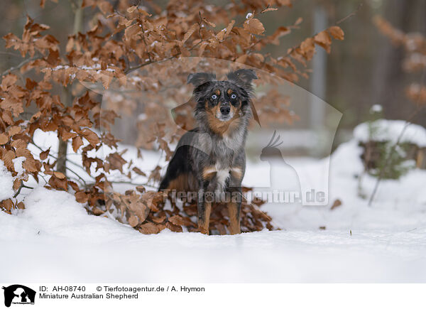 Miniature Australian Shepherd / Miniature Australian Shepherd / AH-08740