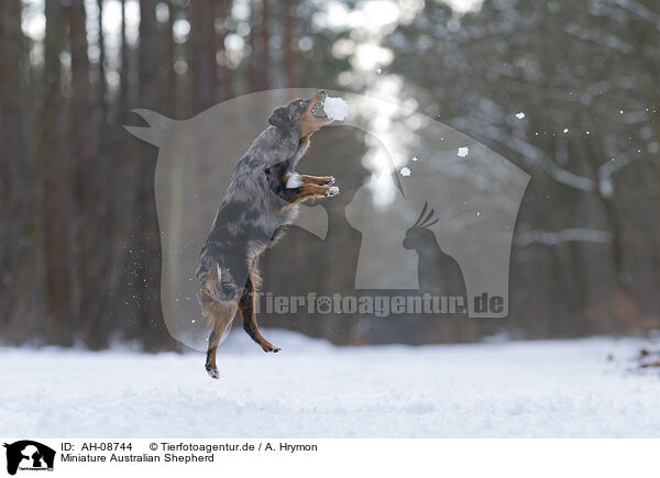 Miniature Australian Shepherd / Miniature Australian Shepherd / AH-08744