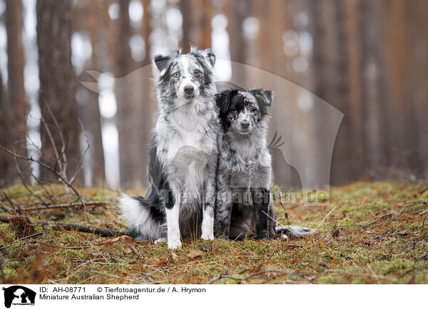 Miniature Australian Shepherd / AH-08771