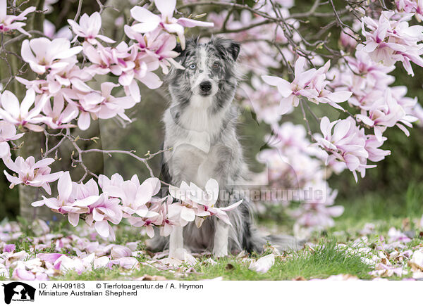 Miniature Australian Shepherd / AH-09183