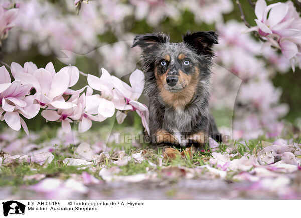 Miniature Australian Shepherd / Miniature Australian Shepherd / AH-09189