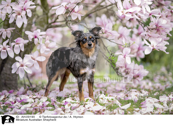 Miniature Australian Shepherd / Miniature Australian Shepherd / AH-09190
