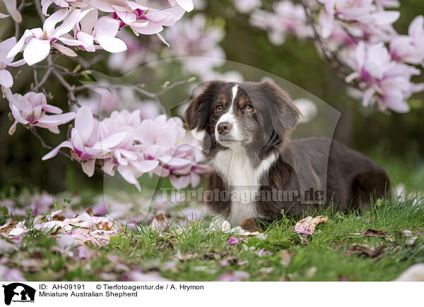 Miniature Australian Shepherd / AH-09191
