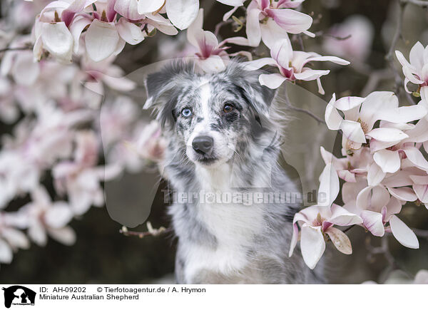 Miniature Australian Shepherd / Miniature Australian Shepherd / AH-09202