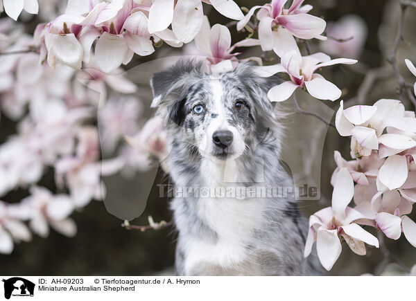 Miniature Australian Shepherd / Miniature Australian Shepherd / AH-09203