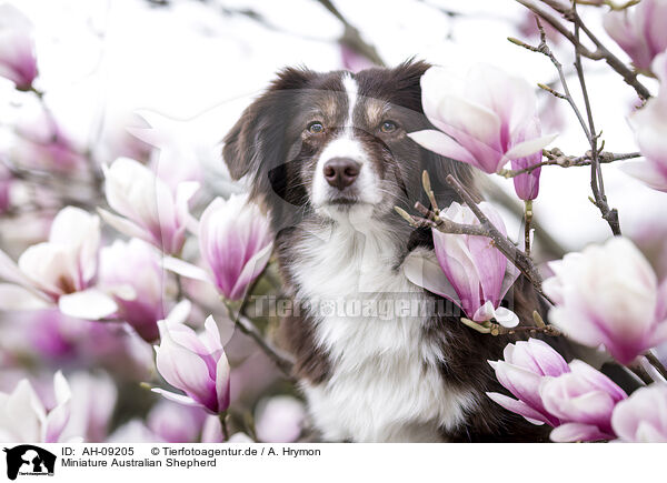 Miniature Australian Shepherd / AH-09205