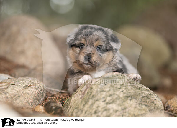 Miniature Australian Shepherd / Miniature Australian Shepherd / AH-09246