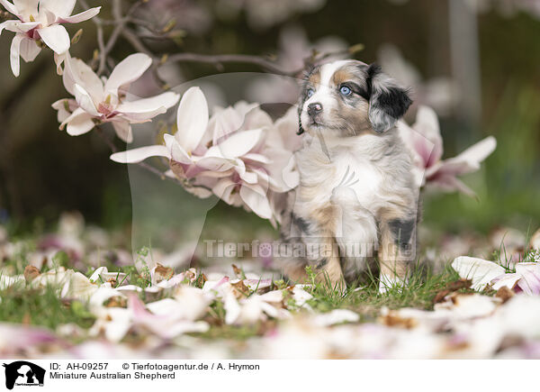 Miniature Australian Shepherd / Miniature Australian Shepherd / AH-09257