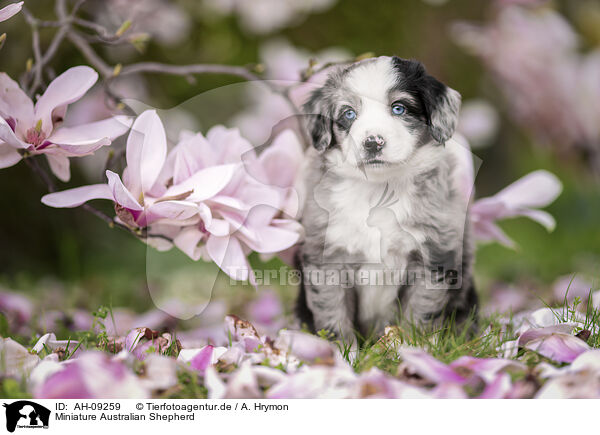 Miniature Australian Shepherd / Miniature Australian Shepherd / AH-09259