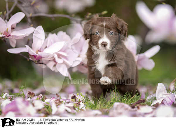 Miniature Australian Shepherd / Miniature Australian Shepherd / AH-09261