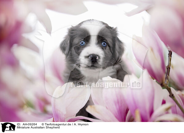 Miniature Australian Shepherd / Miniature Australian Shepherd / AH-09264