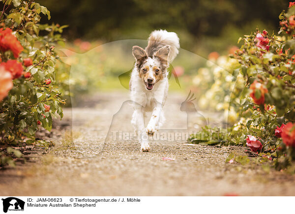 Miniature Australian Shepherd / Miniature Australian Shepherd / JAM-06623
