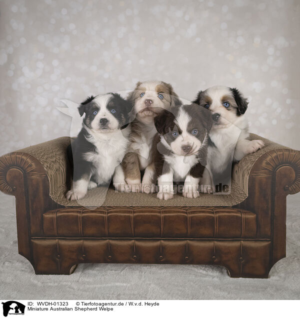 Miniature Australian Shepherd Welpe / Miniature Australian Shepherd puppy / WVDH-01323