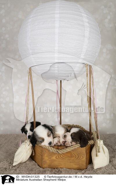 Miniature Australian Shepherd Welpe / Miniature Australian Shepherd puppy / WVDH-01325