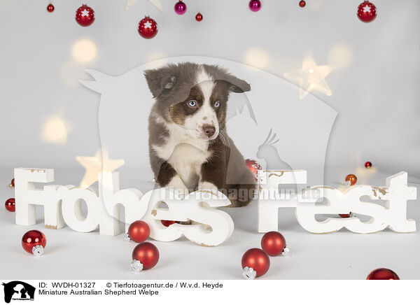 Miniature Australian Shepherd Welpe / Miniature Australian Shepherd puppy / WVDH-01327
