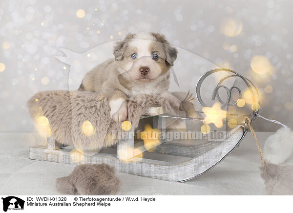Miniature Australian Shepherd Welpe / Miniature Australian Shepherd puppy / WVDH-01328