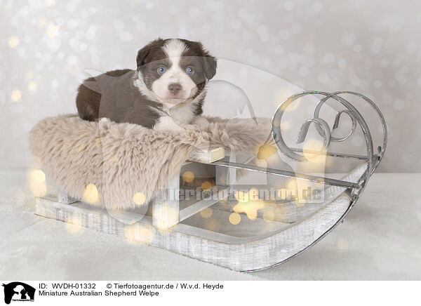 Miniature Australian Shepherd Welpe / Miniature Australian Shepherd puppy / WVDH-01332