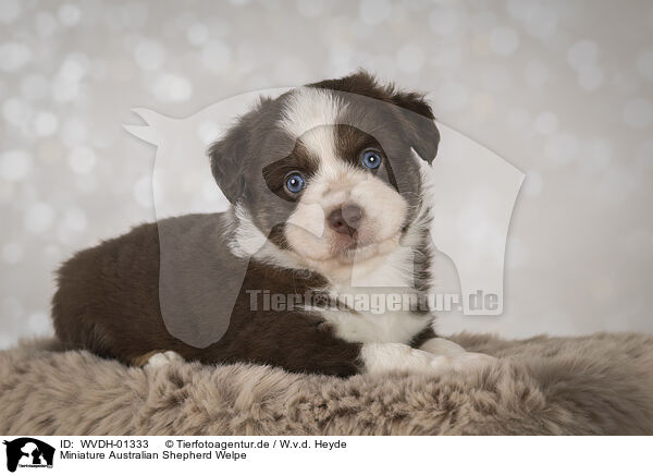 Miniature Australian Shepherd Welpe / Miniature Australian Shepherd puppy / WVDH-01333