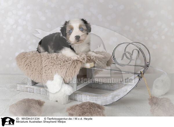 Miniature Australian Shepherd Welpe / Miniature Australian Shepherd puppy / WVDH-01334