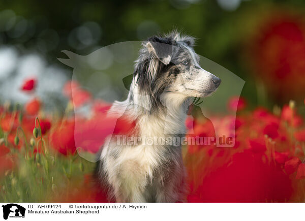 Miniature Australian Shepherd / Miniature Australian Shepherd / AH-09424