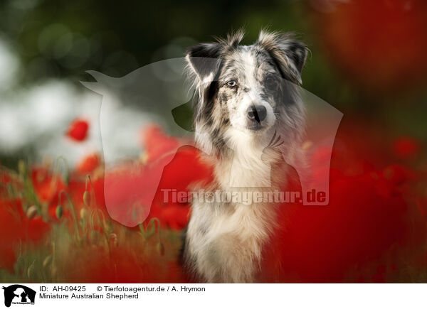 Miniature Australian Shepherd / Miniature Australian Shepherd / AH-09425