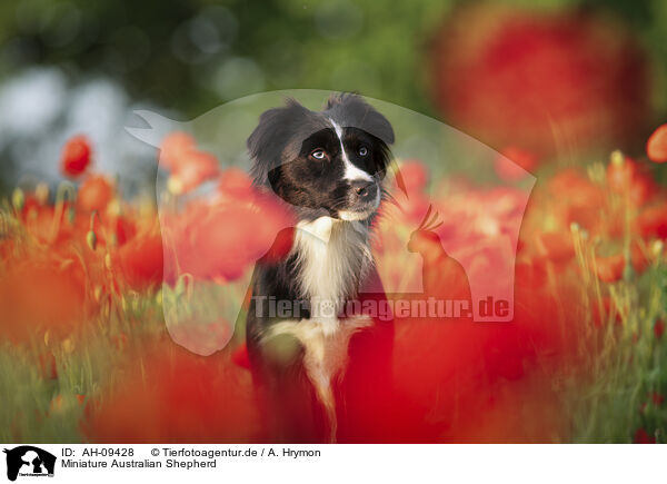 Miniature Australian Shepherd / Miniature Australian Shepherd / AH-09428