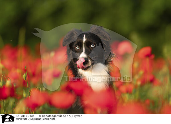 Miniature Australian Shepherd / Miniature Australian Shepherd / AH-09431