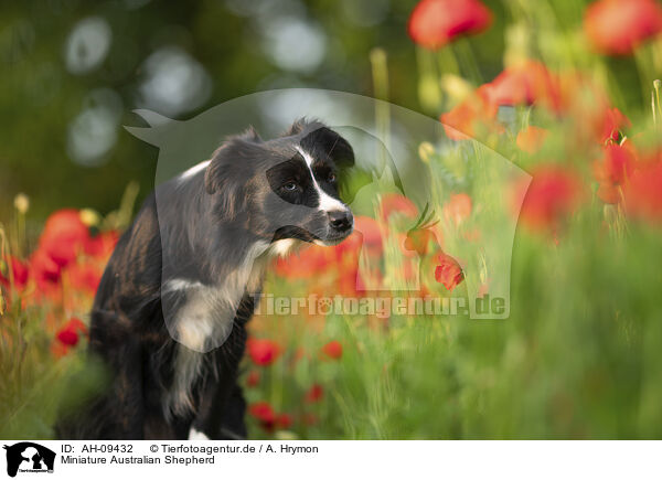 Miniature Australian Shepherd / Miniature Australian Shepherd / AH-09432