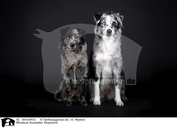Miniature Australian Shepherd / Miniature Australian Shepherd / AH-09453