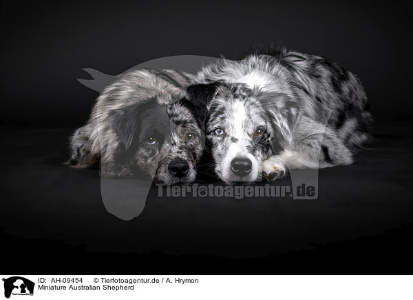 Miniature Australian Shepherd / Miniature Australian Shepherd / AH-09454