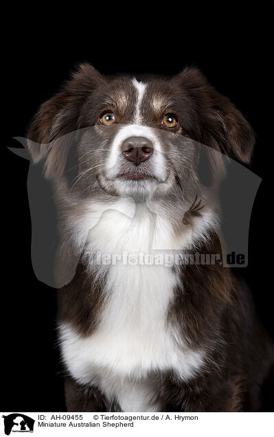 Miniature Australian Shepherd / Miniature Australian Shepherd / AH-09455