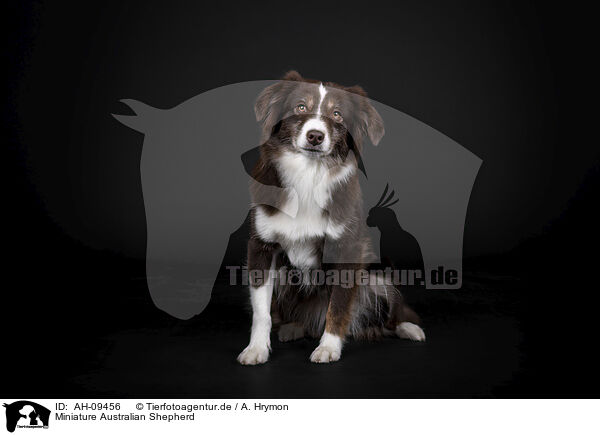 Miniature Australian Shepherd / Miniature Australian Shepherd / AH-09456