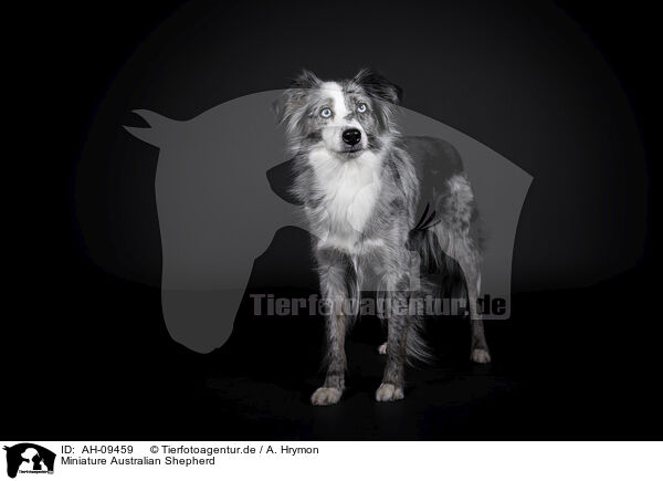 Miniature Australian Shepherd / Miniature Australian Shepherd / AH-09459