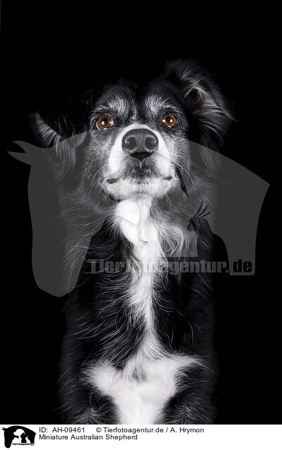 Miniature Australian Shepherd / Miniature Australian Shepherd / AH-09461