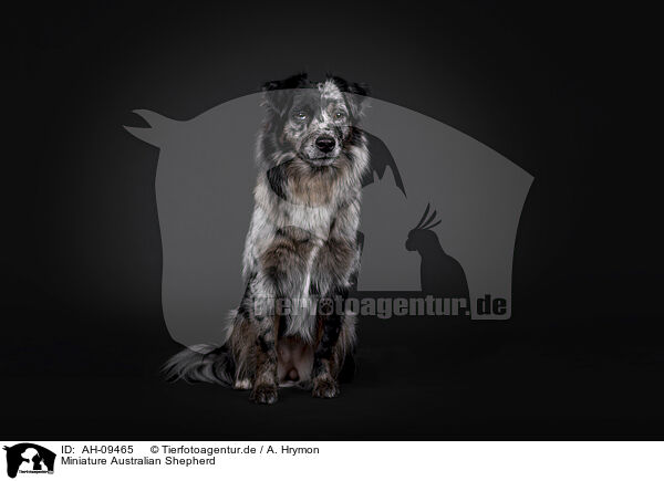 Miniature Australian Shepherd / Miniature Australian Shepherd / AH-09465