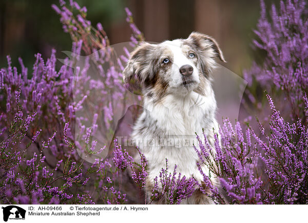 Miniature Australian Shepherd / Miniature Australian Shepherd / AH-09466