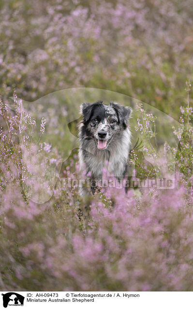 Miniature Australian Shepherd / Miniature Australian Shepherd / AH-09473