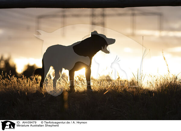 Miniature Australian Shepherd / Miniature Australian Shepherd / AH-09479