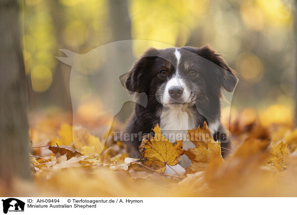 Miniature Australian Shepherd / Miniature Australian Shepherd / AH-09494