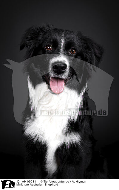 Miniature Australian Shepherd / Miniature Australian Shepherd / AH-09531